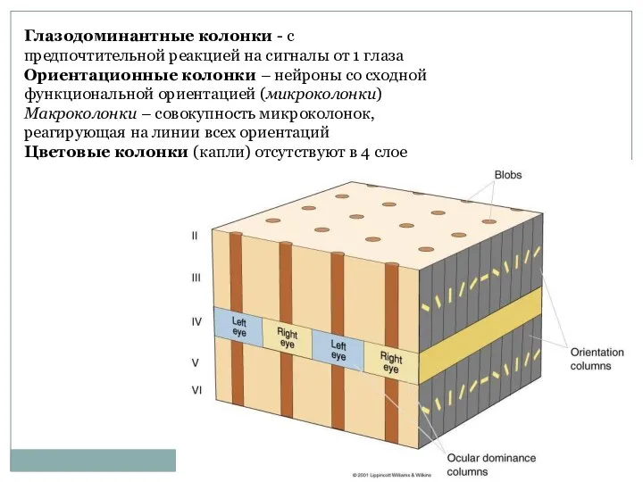 предпочитающие определённый угол наклона линейного стимула, объединяются в вертикальные колонки (Рис 9.6).