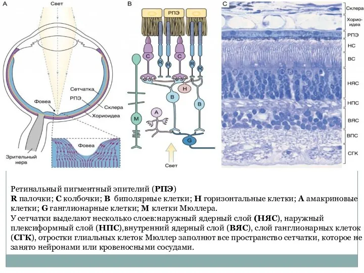 Ретинальный пигментный эпителий (РПЭ) R палочки; C колбочки; B биполярные клетки; H