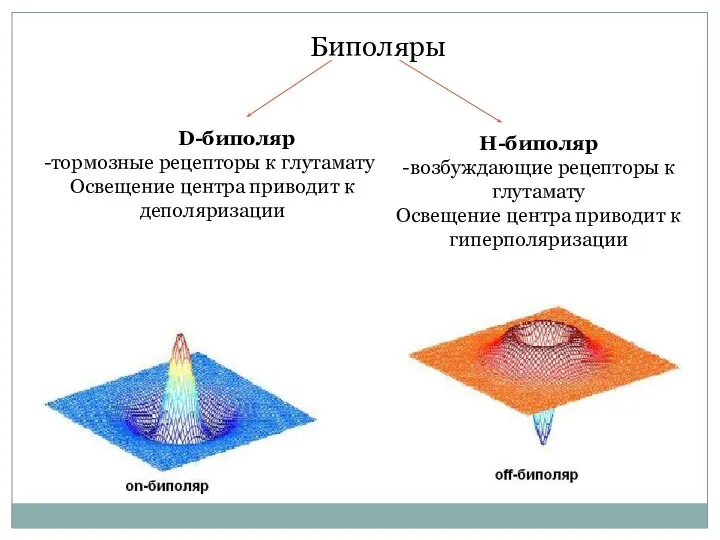 Биполяры D-биполяр -тормозные рецепторы к глутамату Освещение центра приводит к деполяризации H-биполяр