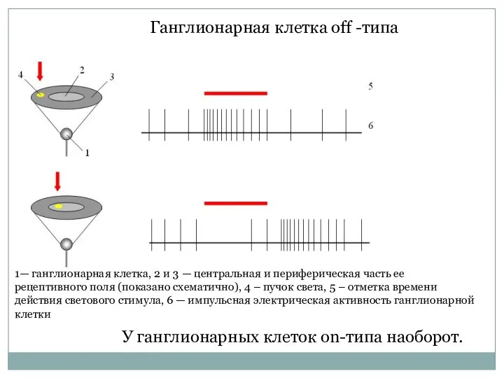 1— ганглионарная клетка, 2 и 3 — центральная и периферическая часть ее