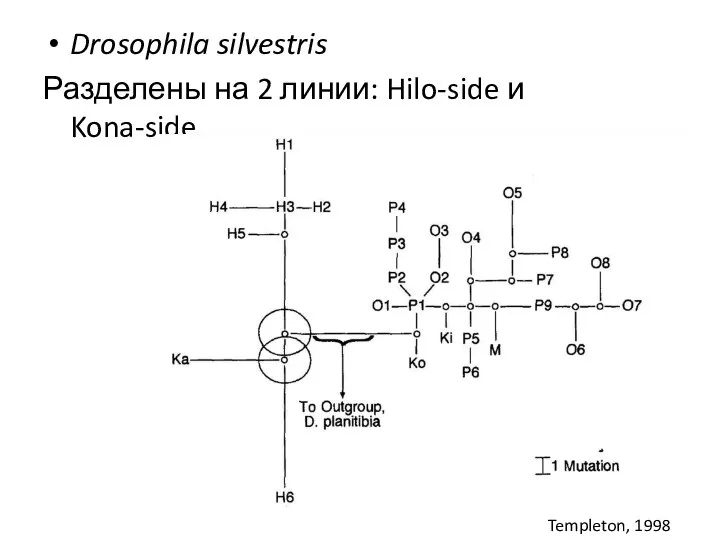 Drosophila silvestris Разделены на 2 линии: Hilo-side и Kona-side Templeton, 1998
