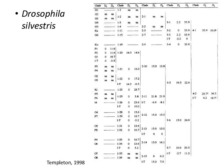 Drosophila silvestris Templeton, 1998