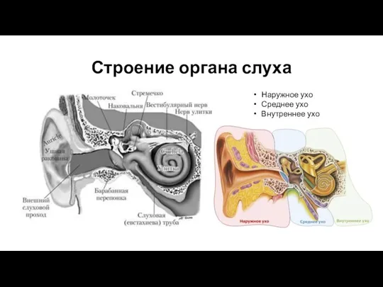 Строение органа слуха Наружное ухо Среднее ухо Внутреннее ухо