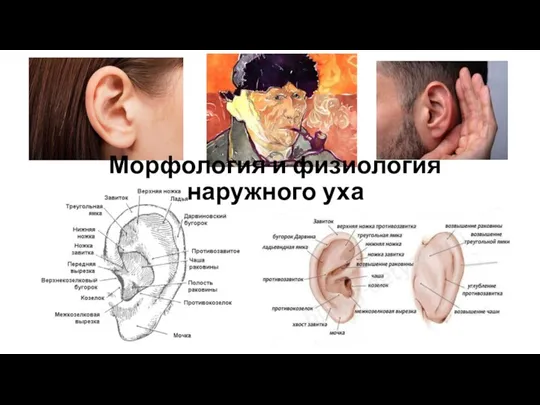 Морфология и физиология наружного уха