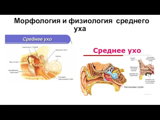 Морфология и физиология среднего уха