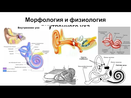 Морфология и физиология внутреннего уха