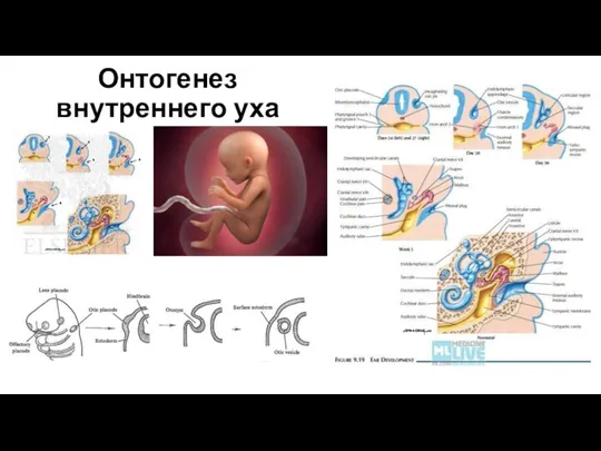 Онтогенез внутреннего уха