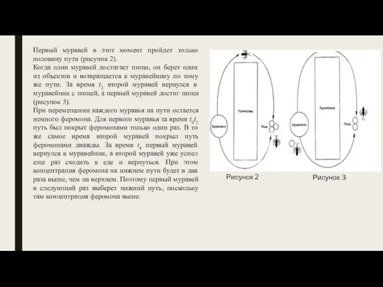 Первый муравей в этот момент пройдет только половину пути (рисунок 2). Когда