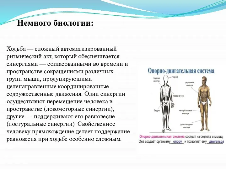 Немного биологии: Ходьба — сложный автоматизированный ритмический акт, который обеспечивается синергиями —