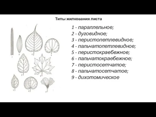 1 - параллельное; 2 - дуговидное; 3 - перистопетлевидное; 4 - пальчатопетлевидное;