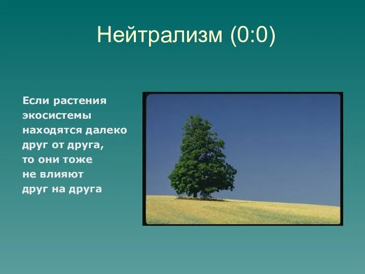 Нейтрализм (0:0) Если растения экосистемы находятся далеко друг от друга, то они