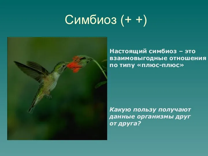 Симбиоз (+ +) Настоящий симбиоз – это взаимовыгодные отношения по типу «плюс-плюс»