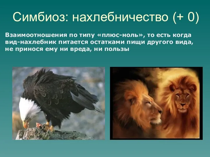 Симбиоз: нахлебничество (+ 0) Взаимоотношения по типу «плюс-ноль», то есть когда вид-нахлебник