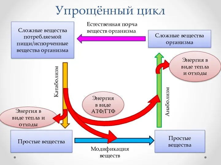 Упрощённый цикл Сложные вещества потребляемой пищи/испорченные вещества организма Энергия в виде АТФ/ГТФ