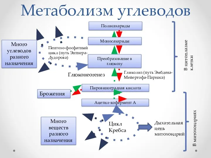 Метаболизм углеводов Полисахариды Пировиноградная кислота Преобразование в глюкозу Гликолиз (путь Эмбдена-Мейергофа-Парнаса) Глюконеогенез