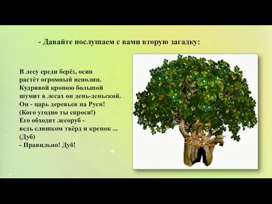 В лесу среди берёз, осин растёт огромный исполин. Кудрявой кроною большой шумит