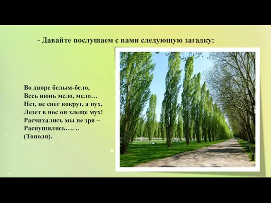 Во дворе белым-бело, Весь июнь мело, мело… Нет, не снег вокруг, а