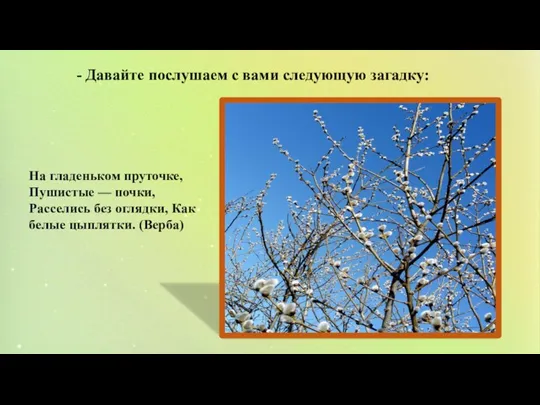 На гладеньком пруточке, Пушистые — почки, Расселись без оглядки, Как белые цыплятки.