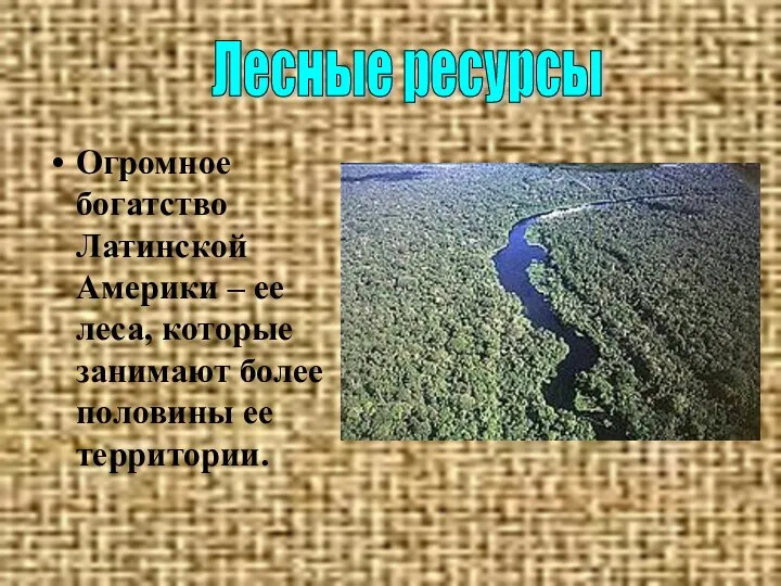 Огромное богатство Латинской Америки – ее леса, которые занимают более половины ее территории. Лесные ресурсы