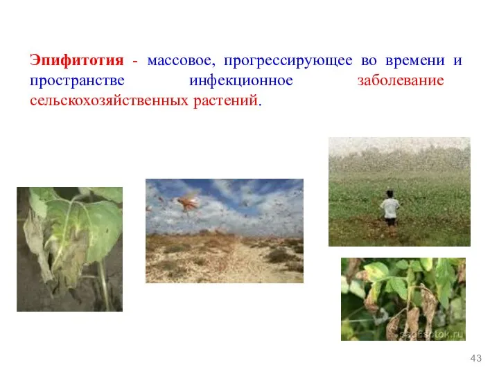 Эпифитотия - массовое, прогрессирующее во времени и пространстве инфекционное заболевание сельскохозяйственных растений. 43