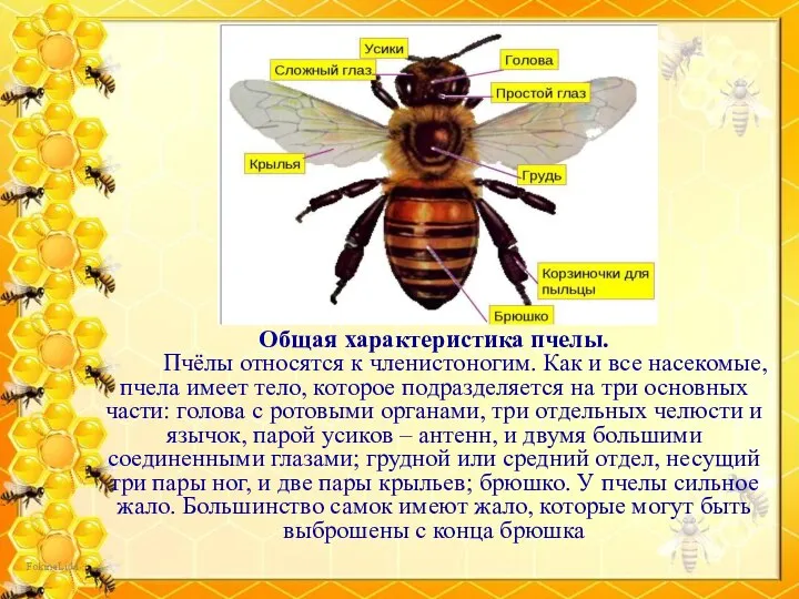 Общая характеристика пчелы. Пчёлы относятся к членистоногим. Как и все насекомые, пчела