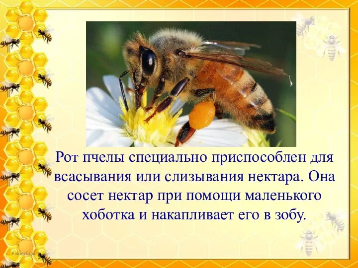 Рот пчелы специально приспособлен для всасывания или слизывания нектара. Она сосет нектар