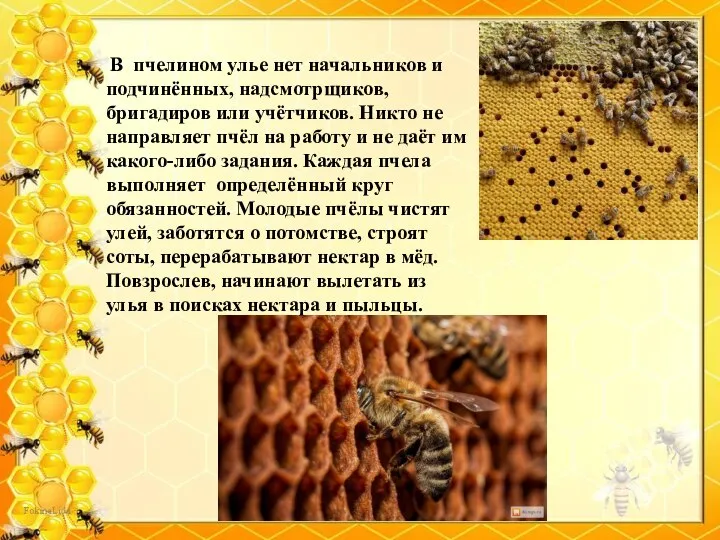В пчелином улье нет начальников и подчинённых, надсмотрщиков, бригадиров или учётчиков. Никто