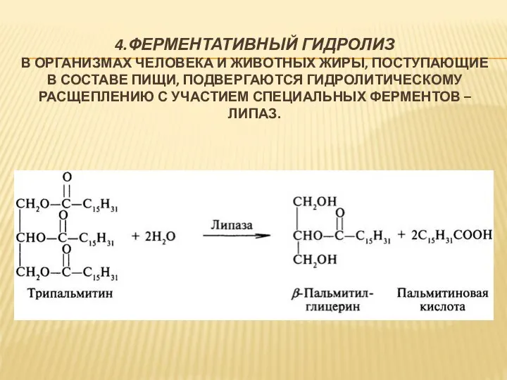 4.ФЕРМЕНТАТИВНЫЙ ГИДРОЛИЗ В ОРГАНИЗМАХ ЧЕЛОВЕКА И ЖИВОТНЫХ ЖИРЫ, ПОСТУПАЮЩИЕ В СОСТАВЕ ПИЩИ,