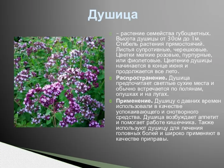 – растение семейства губоцветных. Высота душицы от 30см до 1м. Стебель растения