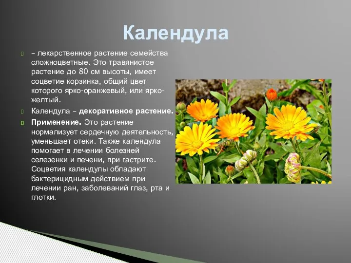 – лекарственное растение семейства сложноцветные. Это травянистое растение до 80 см высоты,