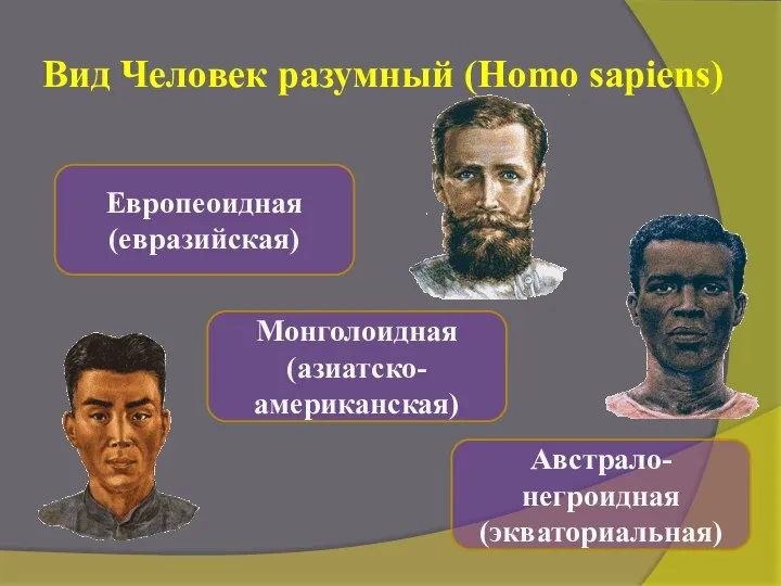 Вид Человек разумный (Homo sapiens) Европеоидная (евразийская) Монголоидная (азиатско-американская) Австрало-негроидная (экваториальная)