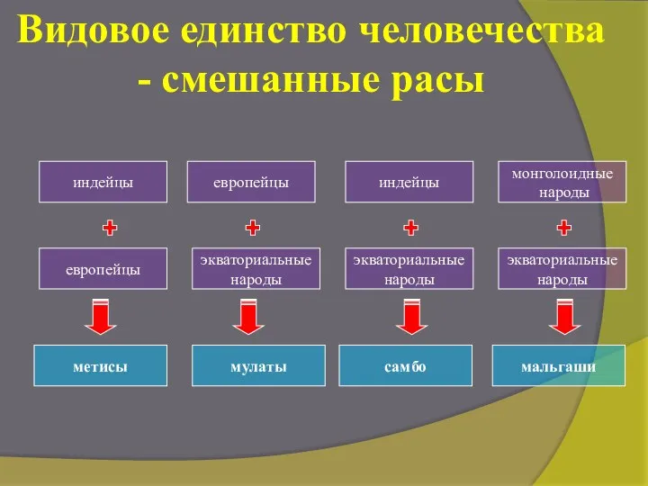 Видовое единство человечества - смешанные расы европейцы индейцы экваториальные народы монголоидные народы