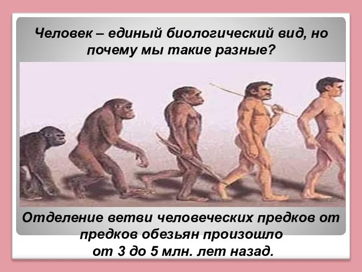 Человек – единый биологический вид, но почему мы такие разные? Отделение ветви