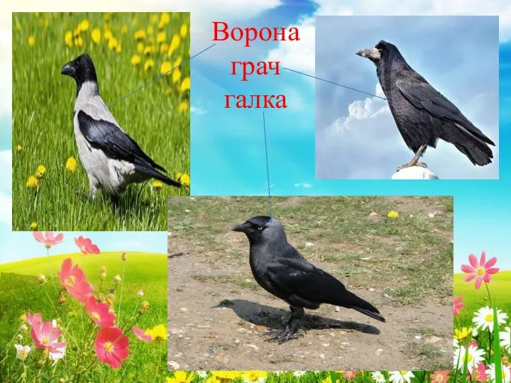 Ворона грач галка