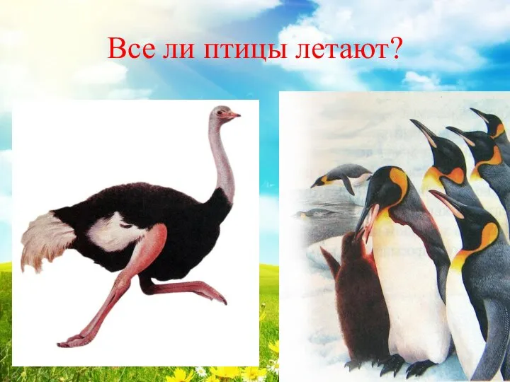 Все ли птицы летают?