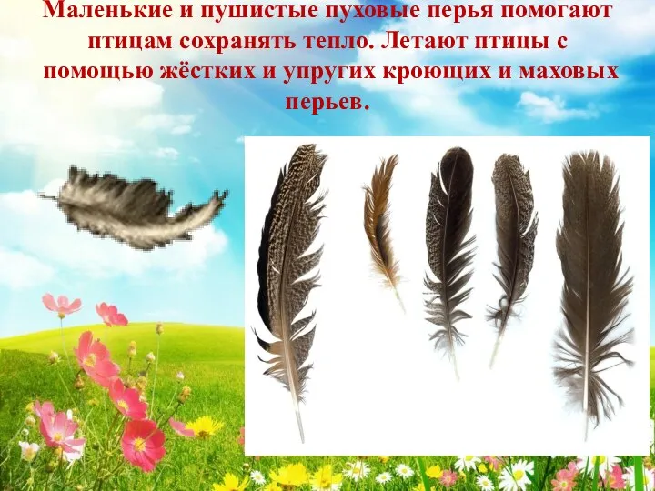 Маленькие и пушистые пуховые перья помогают птицам сохранять тепло. Летают птицы с