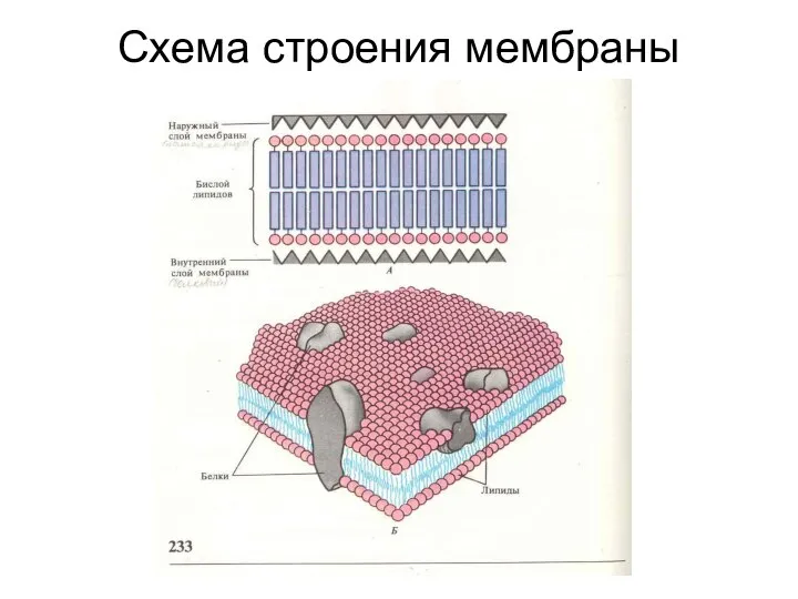 Схема строения мембраны