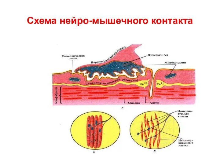 Схема нейро-мышечного контакта