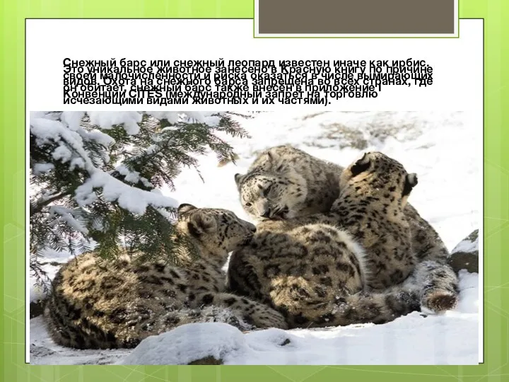 Снежный барс или снежный леопард известен иначе как ирбис. Это уникальное животное