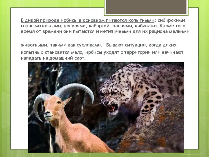 В дикой природе ирбисы в основном питаются копытными: сибирскими горными козлами, косулями,