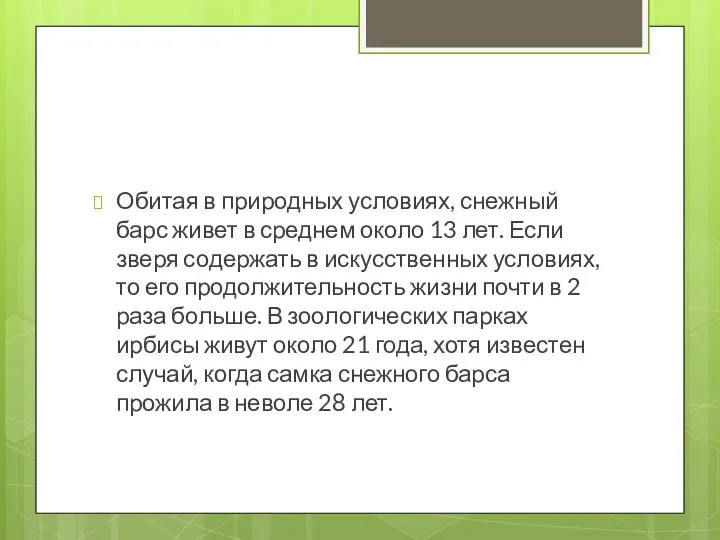 Обитая в природных условиях, снежный барс живет в среднем около 13 лет.