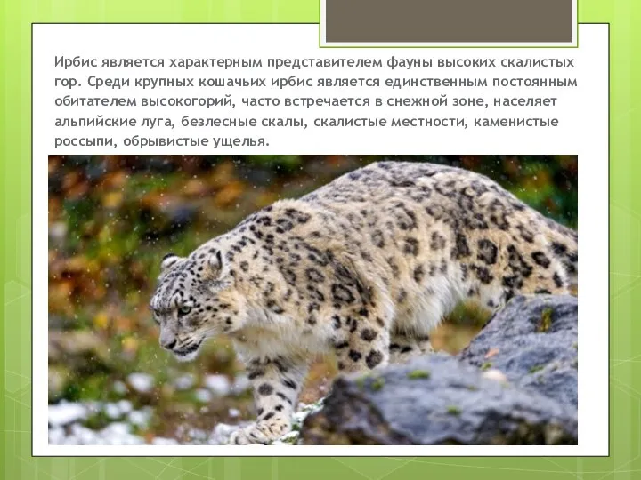 Ирбис является характерным представителем фауны высоких скалистых гор. Среди крупных кошачьих ирбис