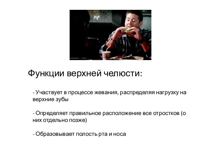 Функции верхней челюсти: - Участвует в процессе жевания, распределяя нагрузку на верхние