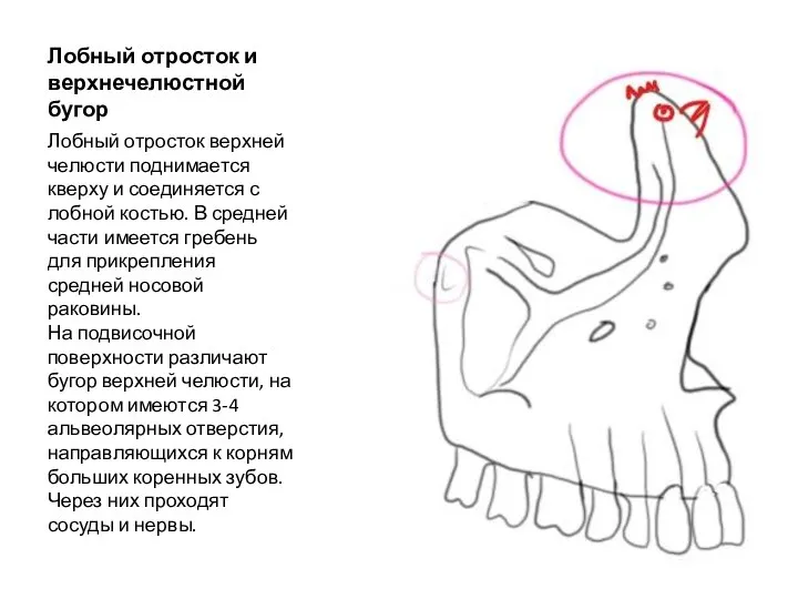 Лобный отросток и верхнечелюстной бугор Лобный отросток верхней челюсти поднимается кверху и