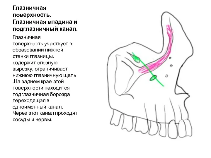 Глазничная поверхность. Глазничная впадина и подглазничный канал. Глазничная поверхность участвует в образовании