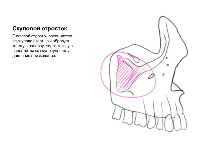 Скуловой отросток Скуловой отросток соединяется со скуловой костью и образует толстую подпору,