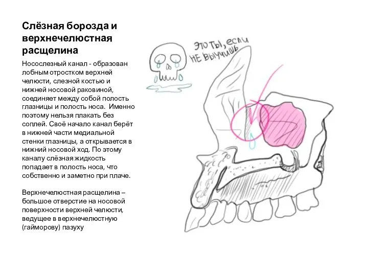 Слёзная борозда и верхнечелюстная расщелина Носослезный канал - образован лобным отростком верхней