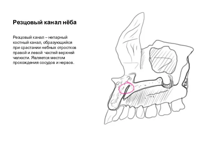 Резцовый канал нёба Резцовый канал – непарный костный канал, образующийся при срастании