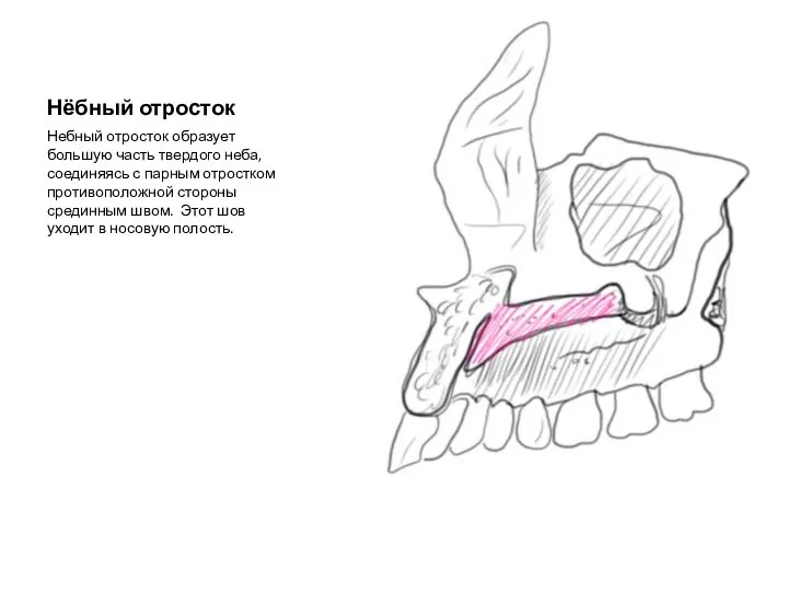 Нёбный отросток Небный отросток образует большую часть твердого неба, соединяясь с парным