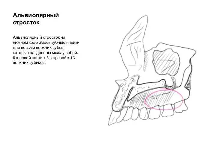 Альвиолярный отросток Альвиолярный отросток на нижнем крае имеет зубные ячейки для восьми